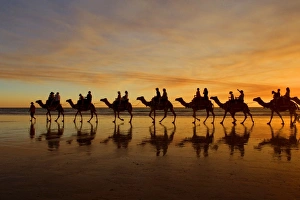 Images Dated 16th July 2008: Camel safari - famous camel safari on Broom's Cable Beach at sunset with camels reflecting on wet