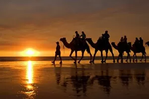 Camel safari - famous camel safari on Brooms Cable Beach at sunset with camels reflecting on wet beach