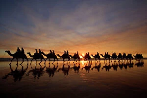 Riding Gallery: Camel safari - famous camel safari on Broom's Cable Beach at sunset with camels reflecting on wet