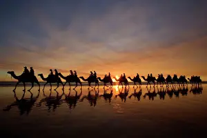 Orange Prints: Camel safari - famous camel safari on Broom's Cable Beach at sunset with camels reflecting on wet beach - Cable
