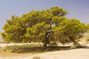 Images Dated 12th September 2006: Camel Thorn - in the Namib-Naukluft National Park, Namibia