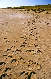 Footprints Prints: Camel tracks - Lake Disappointment (salt lake)