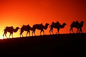 Sunsets & Sunrises Collection: CAMEL Train - x five in line, at sunset