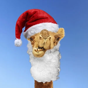 Beard Gallery: Camel wearing Father Christmas hat and beards. Digital