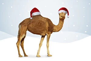 Camel in winter scene with Christmas hats