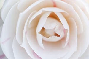 Images Dated 27th March 2011: Camellia Flower - UK