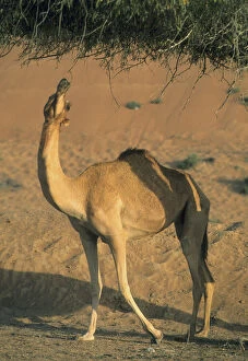 Camels, Wahiba Sands, Oman
