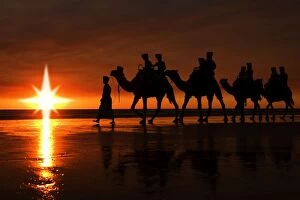 Camels walking following a star
