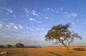 Camelthorn Tree in the evening in a dry riverbed