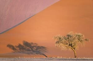 Camelthorn Gallery: Camelthorn Tree - At a sand dune in the Namib Desert;