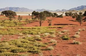 Camelthorn trees - sand dunes and isolated mountain