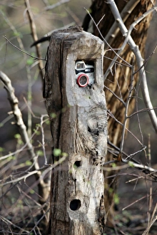 Images Dated 30th June 2007: Camera trap - Placed along trail to capture animals walking along the forest tracks Ranthambhore
