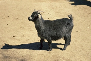 Images Dated 28th April 2008: Cameroon Dwarf Goat West Africa