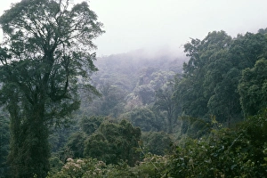 Images Dated 8th February 2006: Cameroon West Africa - forest zone, Mountain Cameroon