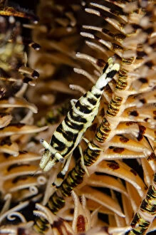 Camouflaged Commensal Shrimp - on Crinoid, Comatulida Order - night dive - Scuba Seraya House Reef dive site, Seraya