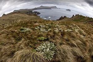 Campbell Island landscape and vegetation