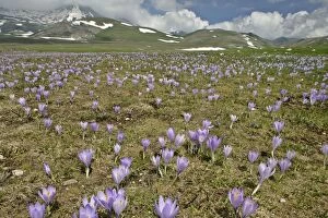 Campo Imperatore - carpet of blooming crocus in spring on the mountain plateau