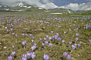 Crocus Prints: Campo Imperatore carpet of blooming crocus in spring on the mountain plateau of campo imperatore Gran Sasso National