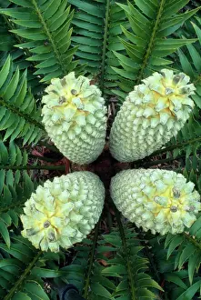 From Above Prints: Cycad