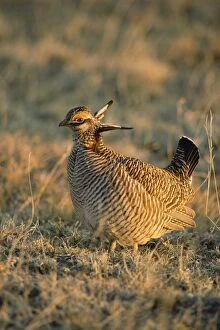 CAN-1619 Lesser Pinnated GROUSE / Lesser Prairie Chicken / Lesser Prairie Grouse - close-up
