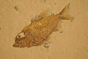 CAN-2192 Fossil - Fish. Cretaceous
