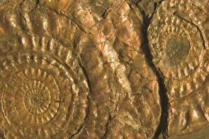 Ammonites Gallery: CAN-2195