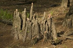 CAN-2356 Tree stump - Bald / Swamp Cypress Tree - knees