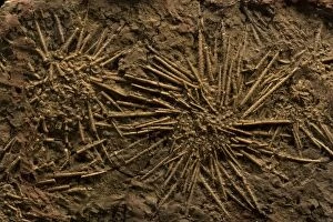 CAN-2479 Sea Urchin Fossils (Pennsylvannian)
