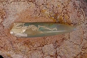 CAN-2485 Opalized Belemnite Fossil (Neohilobites sp)