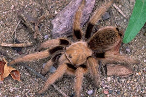 CAN-2730 SPIDER - Desert Tarantula, female