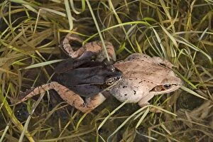 CAN-3088 Wood Frogs - pair in amplexus