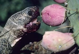 CAN-3096 Desert Tortoise - eating fruit of pricky pear cactus