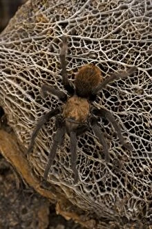 CAN-3130 Desert Tarantula - venomous-urticating hairs on top of abdomen