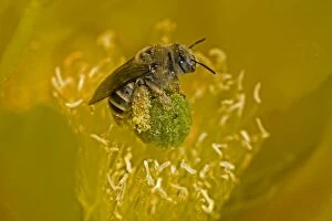 CAN-3174 Cactus Bee - on Prickly Pear Blossum (Oppuntia spp), collecting nectar and pollen serving as pollinator