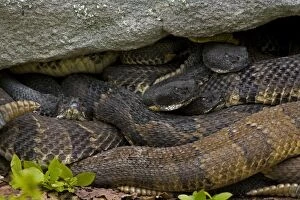 CAN-3175 Timber Rattlesnakes