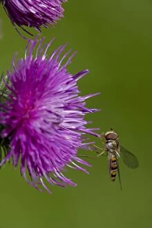 CAN-3256 Hover-fly - Sipping nectar on thistle blossom