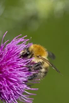 CAN-3257 Carder Bee - Collecting nectar and pollen from thistle blossoms