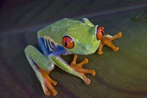 CAN-3296 Red-eyed Treefrog