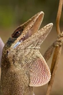 CAN-3343 Green Anole - Defensive posture - Coloration varies from green to mottled green and brown to all brown