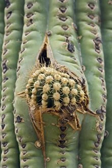 CAN-3376 Cactus