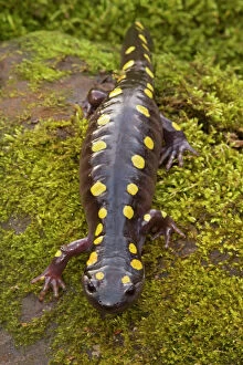 CAN-3494 Spotted Salamander - In early spring migration to woodland pond