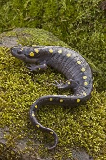 CAN-3495 Spotted Salamander - In early spring migration to woodland pond