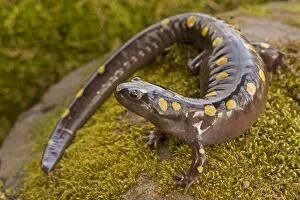 CAN-3499 Spotted Salamander - In early spring migration to woodland pond