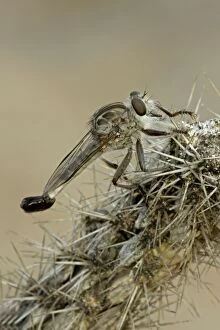 CAN-3513 Robber Fly