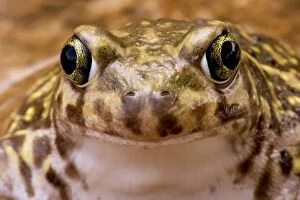CAN-3613 Couchs Spadefoot - Close-up of face