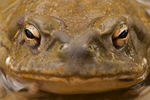 CAN-3617 Sonoran Desert / Colorado River Toad - Close-up of face
