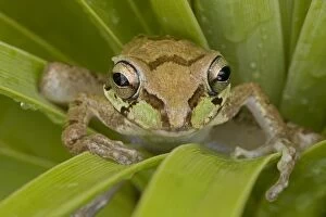 CAN-3645 Mexican Tree Frog