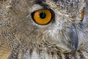 CAN-3656 European / Eurasian Eagle OWL - Close-up of head