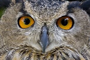 CAN-3657 European / Eurasian Eagle OWL - Close-up of head