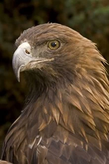 CAN-3659 Golden Eagle - Close-up of head